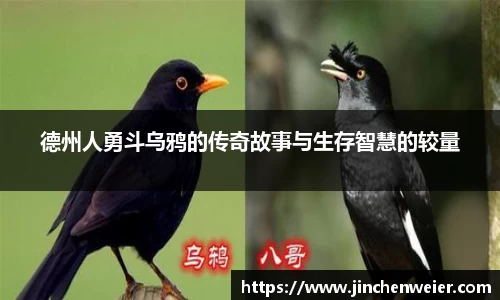 德州人勇斗乌鸦的传奇故事与生存智慧的较量